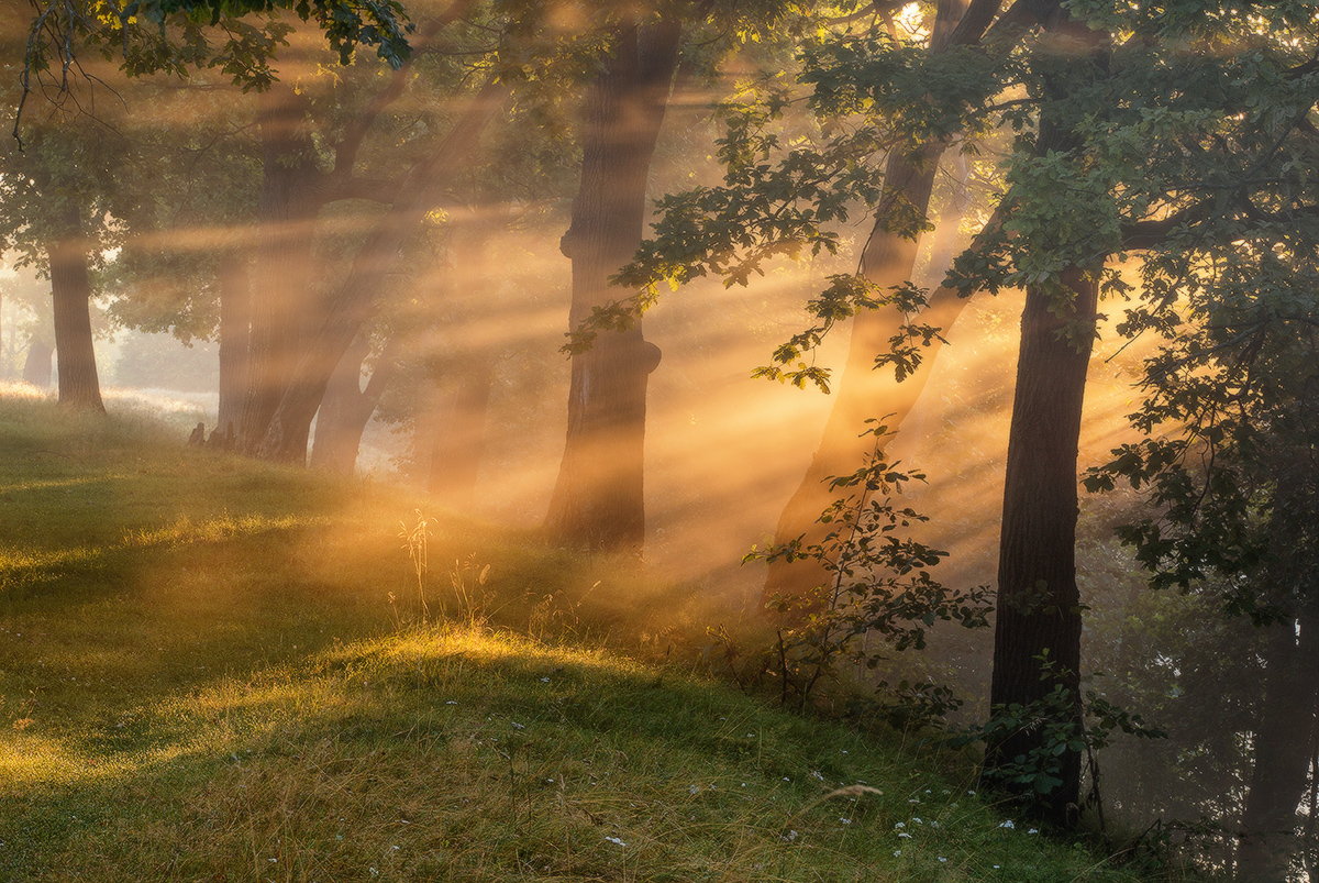 Влияние на циркадния ритъм чрез сутрешната светлина